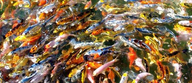Koi_Fingerlings